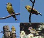 Es wurden beobachtet: Grünfink, Girlitz, Zaunammer und Sommergoldhähnchen