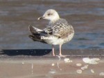 Juvenile Mittelmeermöwe