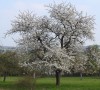 Blütenbaum