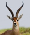 gazelle