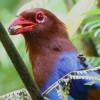 Sri Lanka