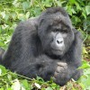 Gorilla