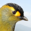Himalaja-Vogel