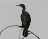 Kormoran