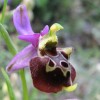 Ophrys