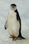 Pinguin