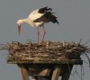 Storch